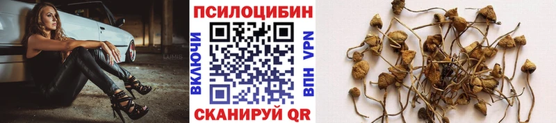 Купить Вытегра Галлюциногенные грибы Psilocybe